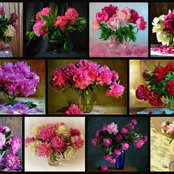 Пазл: Пионы