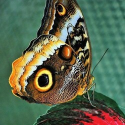 Пазл: Бабочка