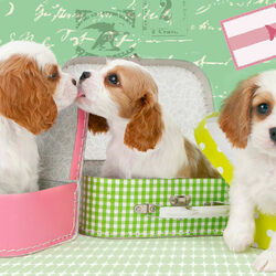 Пазл: Маленькие путешественники