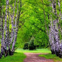 Пазл: Нарядные берёзки