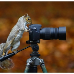 Пазл: Хвостатый фотограф