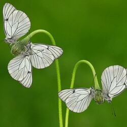 Пазл: Бабочки