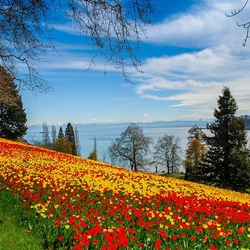 Пазл: Весенний парк