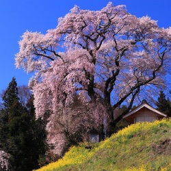 Пазл: Расцвела сакура