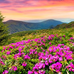 Пазл: Весна в горах     