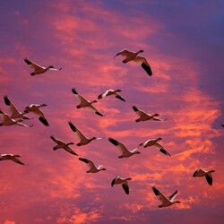 Пазл: Дикие гуси    