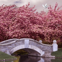 Пазл: Вишневое время