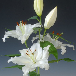 Пазл: Лилия Арлингтон