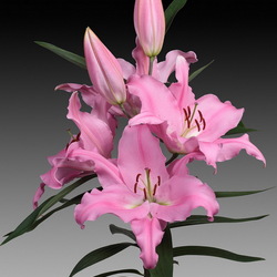 Пазл: Лилия Ларедо