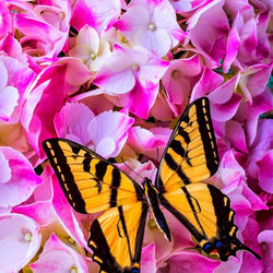 Пазл: Желтая бабочка