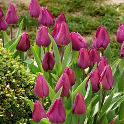 Пазл: Тюльпаны