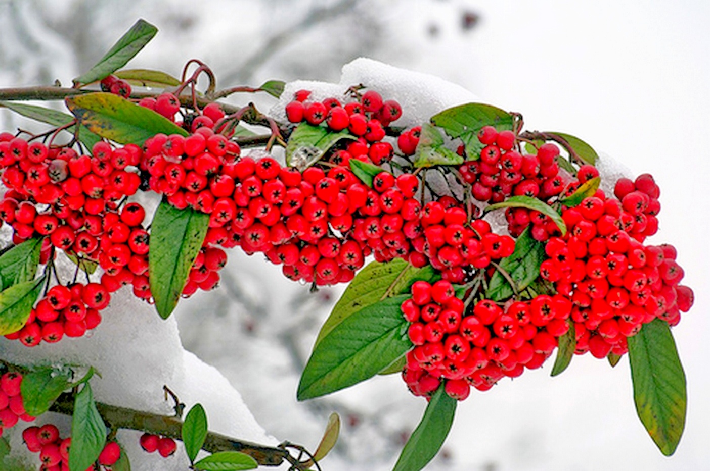 Зимнее растение с красными ягодами