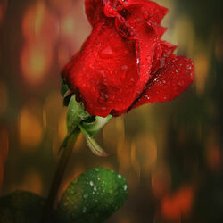 Пазл: Красная роза