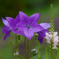 Пазл: Колокольчики