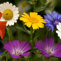 Пазл: Цветы 