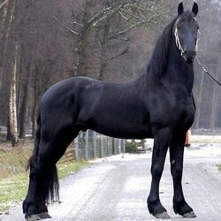 Пазл: Рысак