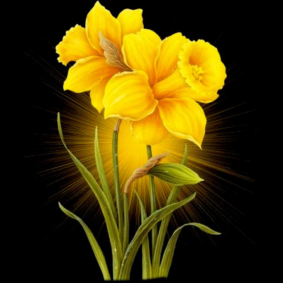 Открытки с нарциссами. Анимационные цветы. Jnrhsnrf c cyfhwbcfvb. Сказочные желтые цветы. Открытка «Нарцисс».