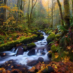 Пазл: Лесной ручеек 
