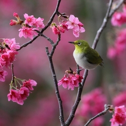 Пазл: Цветение сакуры