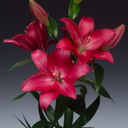 Пазл: Лилия Тамбур