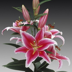 Пазл: Лилия Парадеро