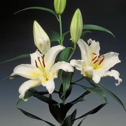 Пазл: Лилия Анаис Анаис