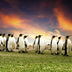 Пазл: Пингвины    