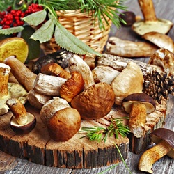 Пазл: Грибы