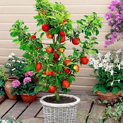 Пазл: Яблочки