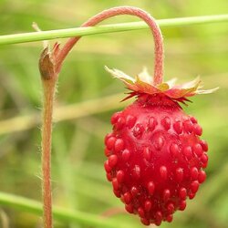 Пазл: Клубничка