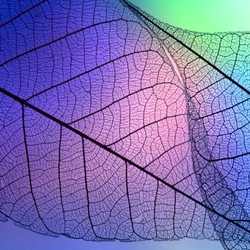 Пазл: Листочек