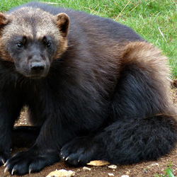 Пазл: Росомаха 