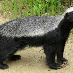 Пазл: Медоед 