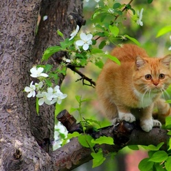 Пазл: Рыжик