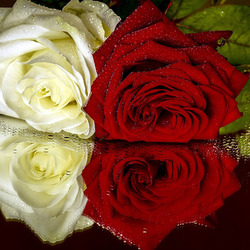 Пазл: Отражение