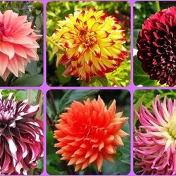 Пазл: Георгины