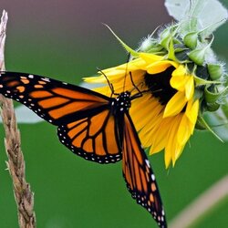 Пазл: Подсолнух и бабочка