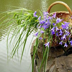 Пазл: Колокольчики