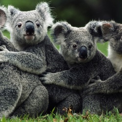 Пазл: Коалы