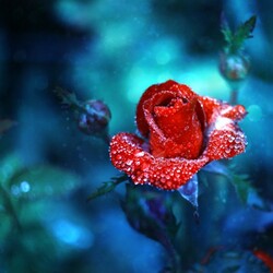 Пазл: Алая роза