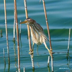 Пазл: На страже