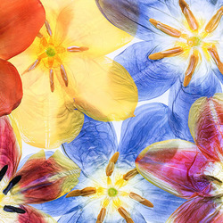 Пазл: Красота тюльпана