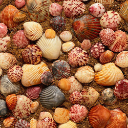 Пазл: Ракушки