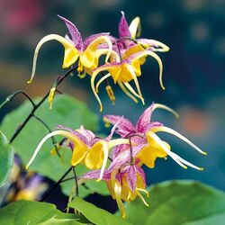 Пазл: Горянка