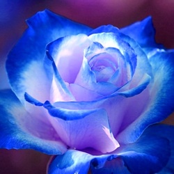 Пазл: Голубая роза