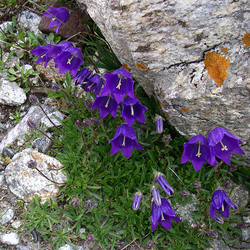 Пазл: Горные цветы