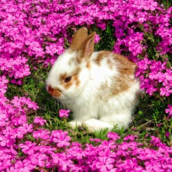 Пазл: Лапушка на прогулке