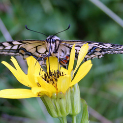 Пазл: Бабочка на цветке