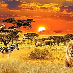 Пазл: Заворожительная Африка
