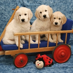 Пазл: Трио в тележке